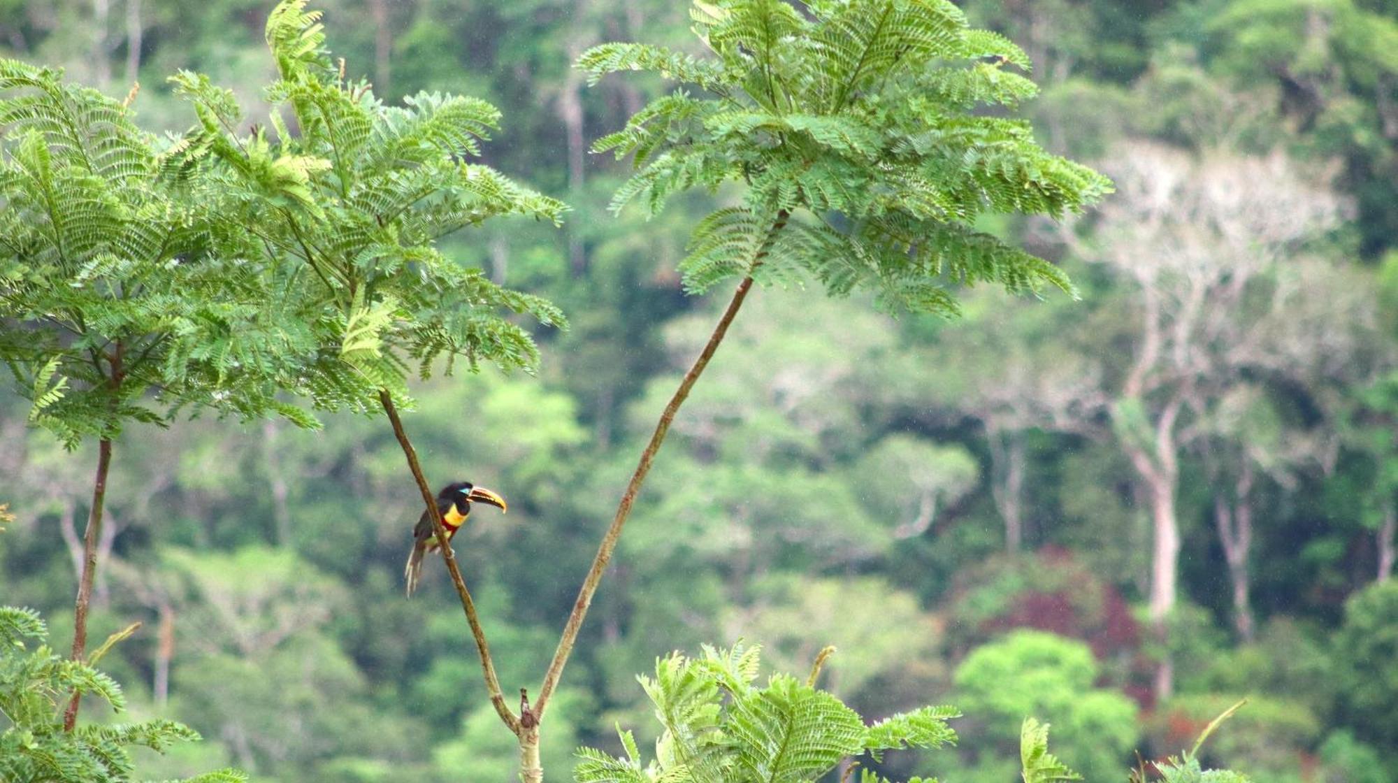 Lodge Native Heart Amazon