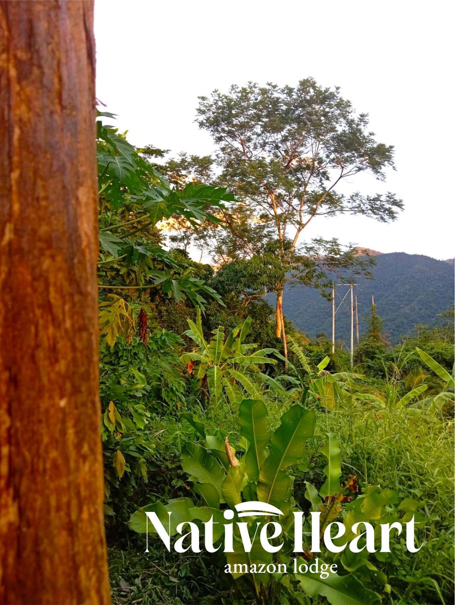 Native Heart Amazon *